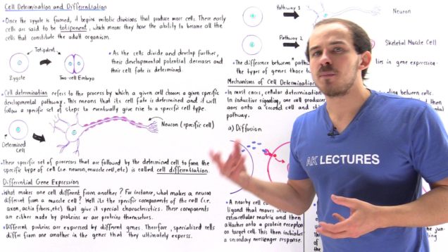 Cell Determination and Differentiation