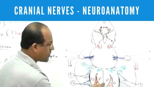 Cranial Nerves – Neuroanatomy