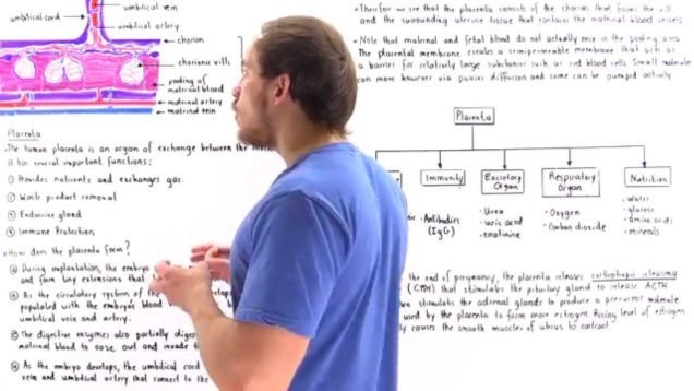 Development and Function of Placenta