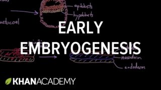 Early embryogenesis – Cleavage, blastulation, gastrulation, and neurulation | MCAT | Khan Academy