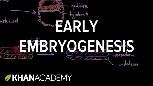 Early embryogenesis – Cleavage, blastulation, gastrulation, and neurulation | MCAT | Khan Academy
