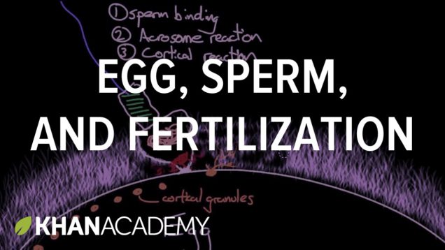 Egg, sperm, and fertilization | Behavior | MCAT | Khan Academy