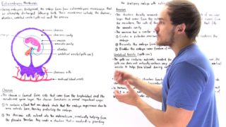 Extraembryonic Membranes