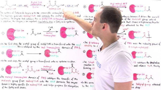 Fatty Acid Synthesis (Part II)