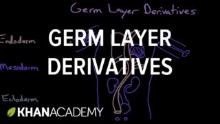 Germ layer derivatives | Behavior | MCAT | Khan Academy