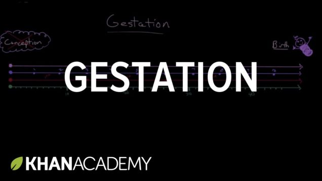Gestation | Behavior | MCAT | Khan Academy