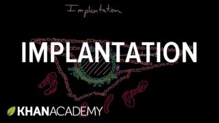 Implantation | Behavior | MCAT | Khan Academy