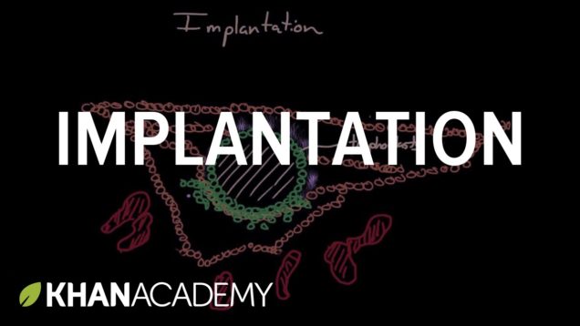 Implantation | Behavior | MCAT | Khan Academy