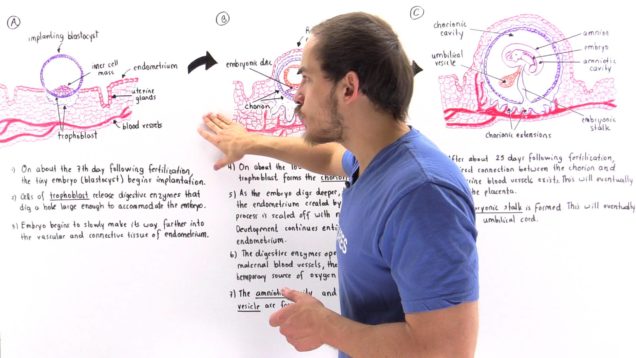 Implantation of Blastocyst