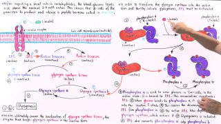 Insulin and Glucose Regulation of Glycogenesis