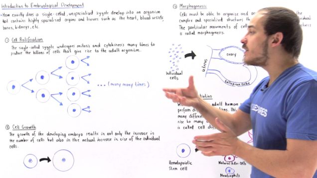 Introduction to Embryological Development