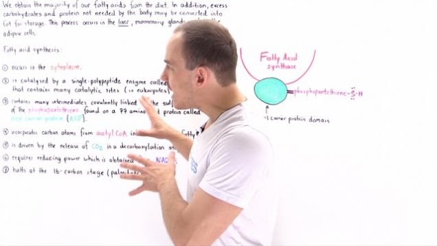 Introduction to Fatty Acid Synthesis