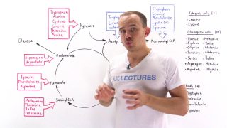 Introduction to glucogenic and ketogenic amino acids