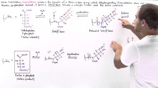 Mechanism of Transaldolase