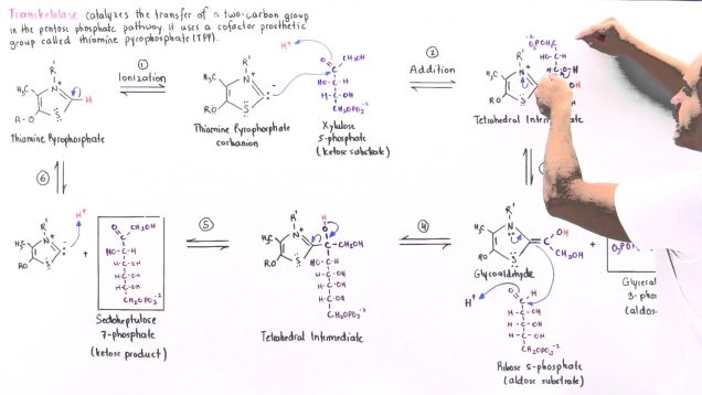 Mechanism of Transketolase