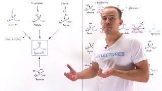 Metabolism of Amino Acids to Pyruvate