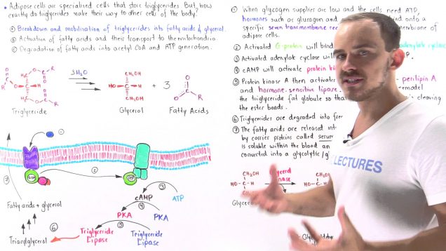Mobilization of Triglycerides in Adipose Cells