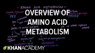 Overview of Amino Acid Metabolism