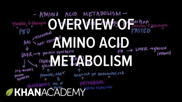 Overview of Amino Acid Metabolism