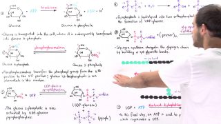Overview of Glycogenesis
