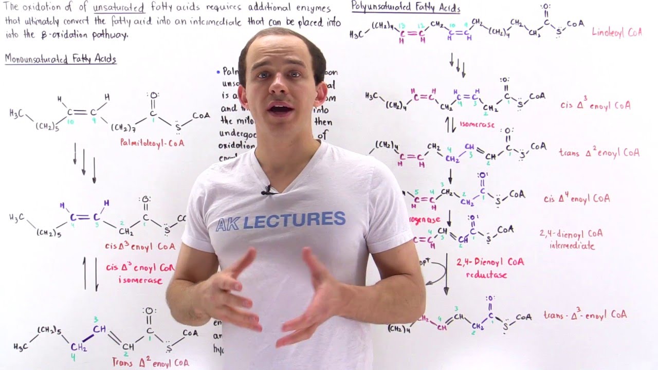 Oxidation Of Unsaturated Fatty Acids