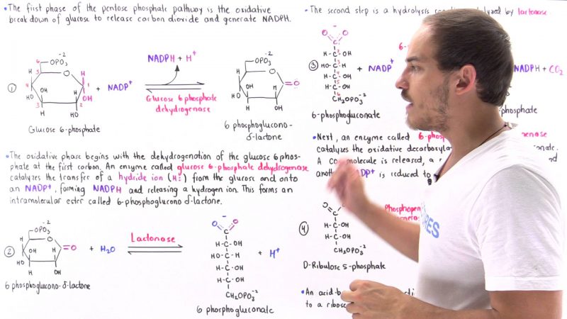 khan academy cellular biology khan academy cellular biology