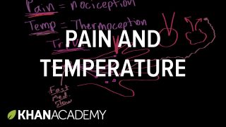 Pain and temperature | Integumentary system physiology | NCLEX-RN | Khan Academy
