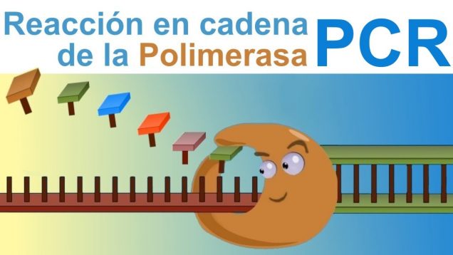 PCR – Polymerase Chain Reaction (IQOG-CSIC)