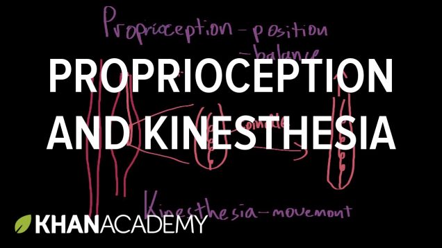 Proprioception and kinesthesia | Processing the Environment | MCAT | Khan Academy