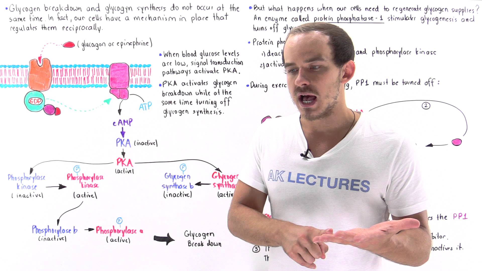 Reciprocal Regulation Of Glycogen Metabolism