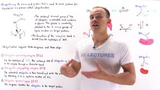 Ubiquitination of Proteins