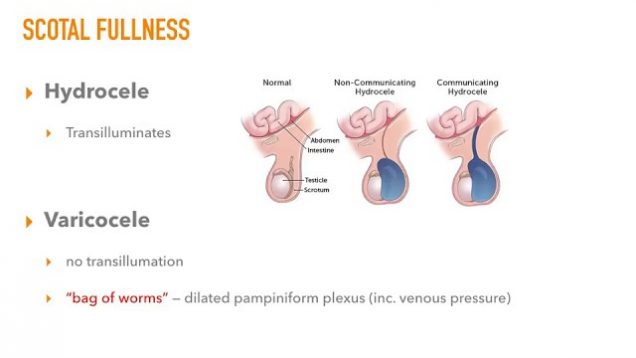 Reproductive System Archives - Free Medical Videos