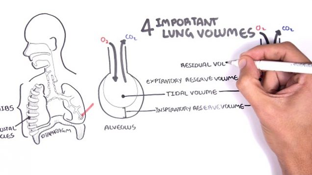Lung Function – Lung Volumes and Capacities