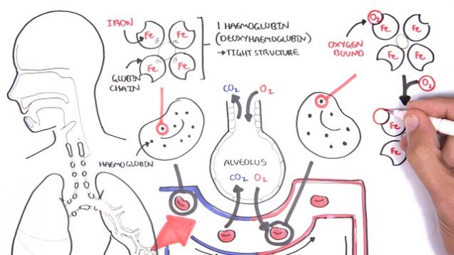Oxygen – Haemoglobin Dissociation Curve – Physiology