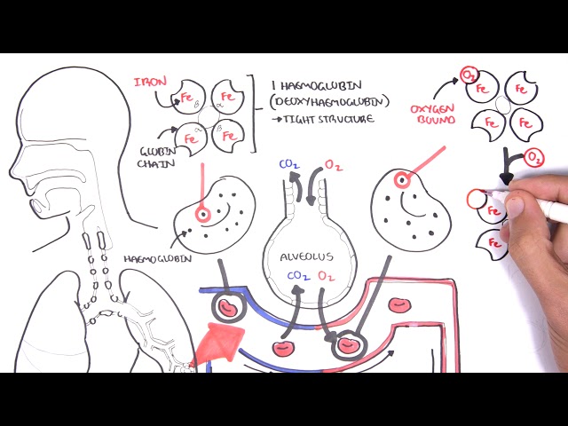 Oxygen - Haemoglobin Dissociation Curve - Physiology - 2024