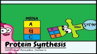 Protein Synthesis (Updated)