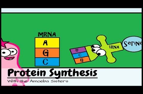 Protein Synthesis (Updated)