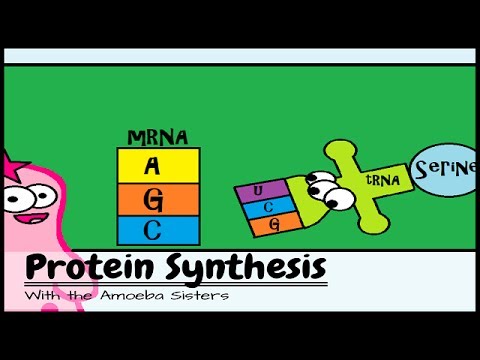 Protein Synthesis (Updated)