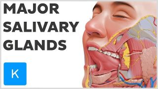 What are the major salivary glands – Human Anatomy | Kenhub