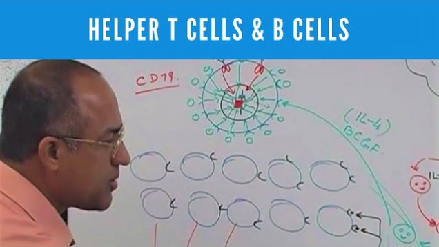Helper T cells CD4+ and B cells – Lymphocytes – Plasma Cells – Immune System