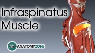 Infraspinatus | Muscle Anatomy