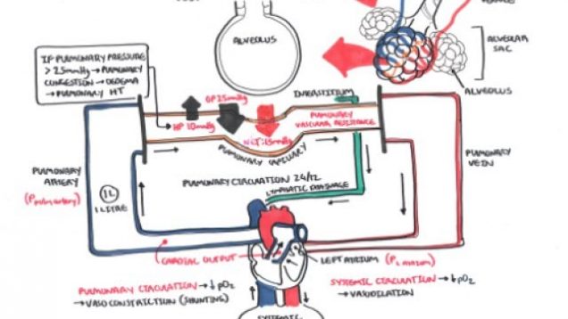 Respiratory System Physiology – Pulmonary Vascular Physiology Pressure and Hypertension