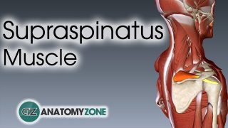 Supraspinatus | Muscle Anatomy