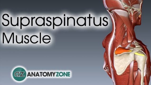Supraspinatus | Muscle Anatomy