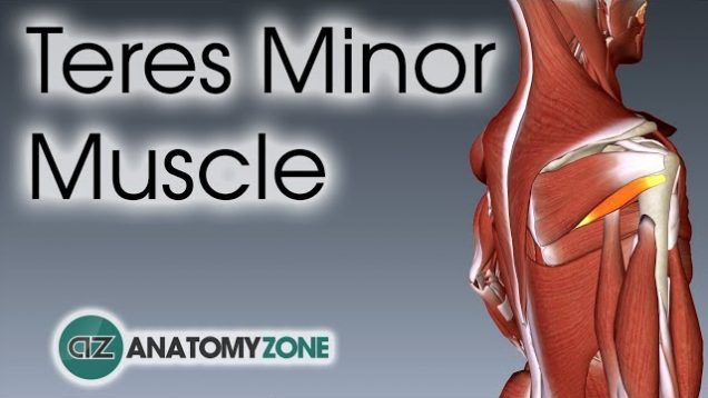 Teres Minor | Muscle Anatomy