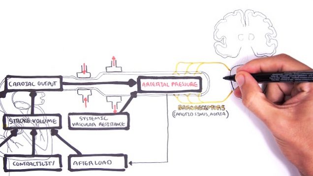 Cardiac Output, Mean Arterial Pressure relationship and Brainstem Center Response