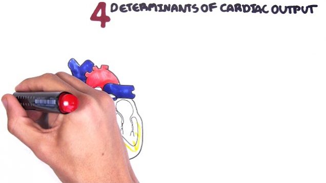 Cardiovascular System Physiology – Cardiac Output