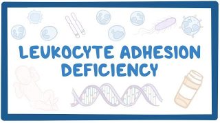 Leukocyte adhesion deficiency