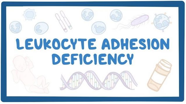 Leukocyte adhesion deficiency