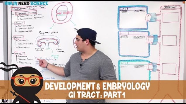 Gastrointestinal | Development & Embryology of the GI Tract | Part 1